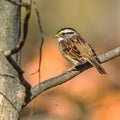 White-Throated Sparrow Royalty Free Stock Photo