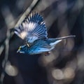 White-Throated Sparrow Royalty Free Stock Photo