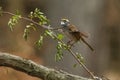 White-Throated Sparrow Royalty Free Stock Photo