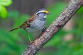 White-Throated Sparrow