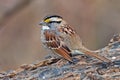 White-Throated Sparrow Royalty Free Stock Photo