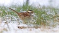 White Throated Sparrow In Winter Snow With Grass And Twigs Green Brown And White