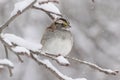 White-throated Sparrow (zonotrichia albicollis) in Snow Royalty Free Stock Photo