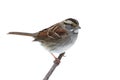 White-throated Sparrow (Zonotrichia albicollis)