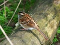 White-throated Sparrow (Zonotrichia albicollis) Royalty Free Stock Photo