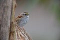 White-throated Sparrow (Zonotrichia albicollis) Royalty Free Stock Photo