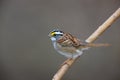 White-throated Sparrow (Zonotrichia albicollis) Royalty Free Stock Photo