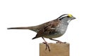 White-throated Sparrow (Zonotrichia albicollis) Royalty Free Stock Photo