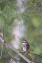 White-Throated Sparrow - Zonotrichia albicollis