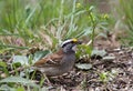 White-throated Sparrow, Zonotrichia albicollis Royalty Free Stock Photo