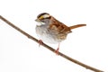 White-throated Sparrow (zonotrichia albicollis) Royalty Free Stock Photo