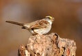 White-throated Sparrow (Zonotrichia albicollis) Royalty Free Stock Photo