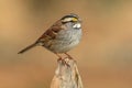 White-throated Sparrow (zonotrichia albicollis) Royalty Free Stock Photo