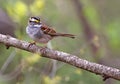 White-throated Sparrow, Zonotrichia albicollis Royalty Free Stock Photo