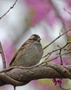 White-throated Sparrow, Zonotrichia albicollis Royalty Free Stock Photo