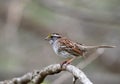White-throated Sparrow, Zonotrichia albicollis Royalty Free Stock Photo