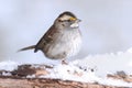 White-throated Sparrow zonotrichia albicollis in Snow Royalty Free Stock Photo