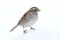 White-throated Sparrow (Zonotrichia albicollis) Royalty Free Stock Photo