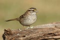 White-throated Sparrow zonotrichia albicollis Royalty Free Stock Photo