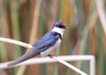 White Throated Swallow Royalty Free Stock Photo