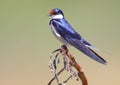 White Throated Swallow Royalty Free Stock Photo
