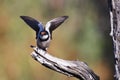White-throated Swallow Royalty Free Stock Photo