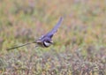 White Throated Swallow in flight