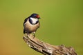 The white-throated swallow Hirundo albigularis sitting on the branch. Swallow on the branch with green background Royalty Free Stock Photo