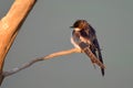 White-throated swallow (Hirundo albigularis) Royalty Free Stock Photo