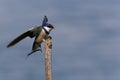 White-throated Swallow perching Royalty Free Stock Photo