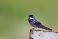 White throated swallow singing Royalty Free Stock Photo