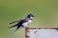 White throated swallow taking of Royalty Free Stock Photo