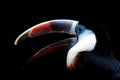 White-throated Toucan Royalty Free Stock Photo
