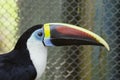 White-throated toucan