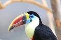 White-throated Toucan