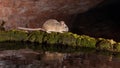 Pack rat with reflection in water Royalty Free Stock Photo