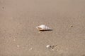 White Tibia  shell Tibia fusus on the sand Royalty Free Stock Photo