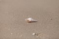 White Tibia  shell Tibia fusus on the sand Royalty Free Stock Photo