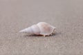 White Tibia  shell Tibia fusus on the sand Royalty Free Stock Photo