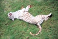 White Tiger