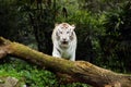 White Tiger