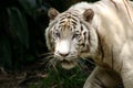 White Tiger Royalty Free Stock Photo