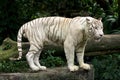 White tiger Royalty Free Stock Photo