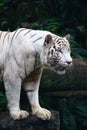 White Tiger Royalty Free Stock Photo