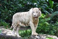 White Tiger