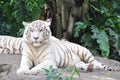 White Tiger