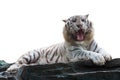 White Tiger