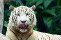 White Tiger Royalty Free Stock Photo