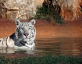 White tiger Royalty Free Stock Photo