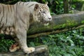 White Tiger Royalty Free Stock Photo